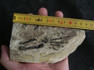 Claudiosaurus germaini- foot-skeleton