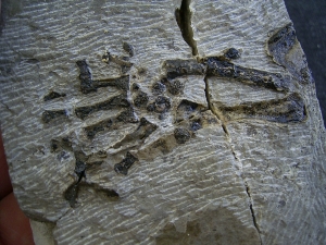 Claudiosaurus germaini Hand-Skelett