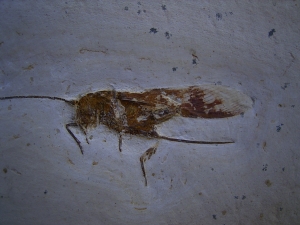 Heuschrecke mit Legestachel