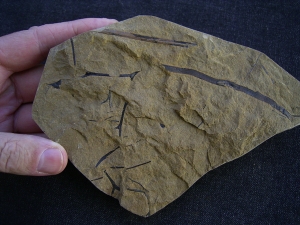 Rellimia hostinensis