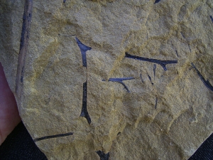 Rellimia hostinensis