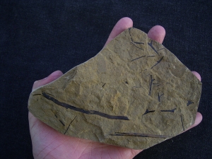 Rellimia hostinensis