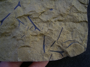 Rellimia hostinensis