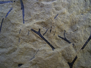 Rellimia hostinensis