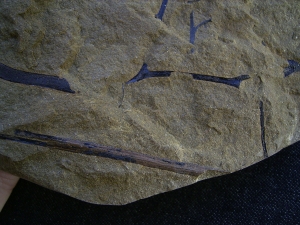 Rellimia hostinensis