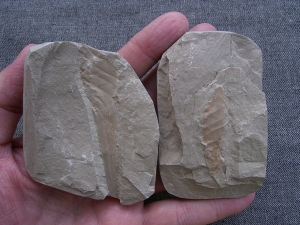 Hai Eikapsel aus dem Unterjura