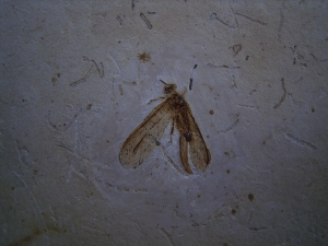 Netzflügler Neuroptera