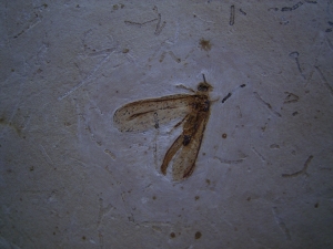 Netzflügler Neuroptera