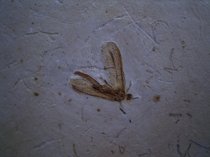 Netzflügler Neuroptera