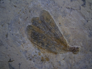 Libellenflügel Paranemiphlebia