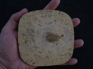 Libellenflügel Paranemiphlebia