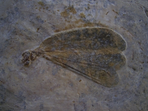 Libellenflügel Paranemiphlebia