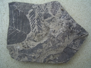 Leaves in miocene clay