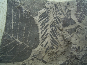 Leaves in miocene clay