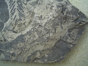 Leaves in miocene clay