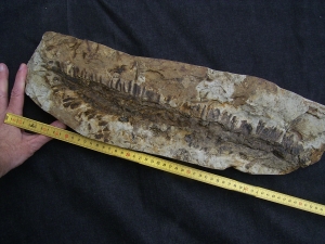 Diusbergia mirabilis - Top erhaltene Seltenheit