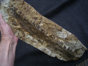 Diusbergia mirabilis - Top erhaltene Seltenheit