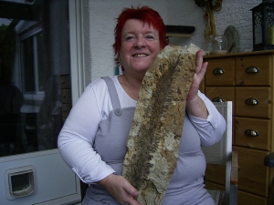 Diusbergia mirabilis - Top erhaltene Seltenheit