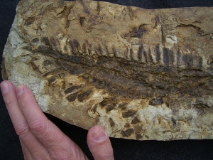 Diusbergia mirabilis - Top erhaltene Seltenheit