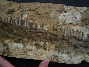 Diusbergia mirabilis - Top erhaltene Seltenheit