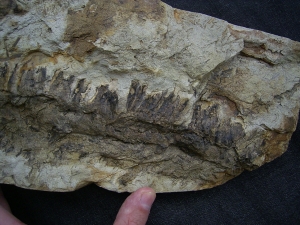 Diusbergia mirabilis - Top erhaltene Seltenheit