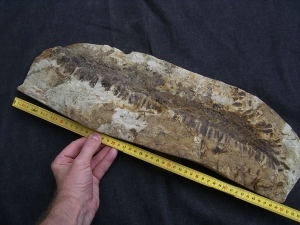 Diusbergia mirabilis - Top erhaltene Seltenheit