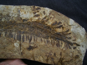 Diusbergia mirabilis - Top erhaltene Seltenheit