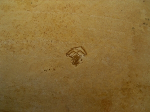 Sinne Araneae