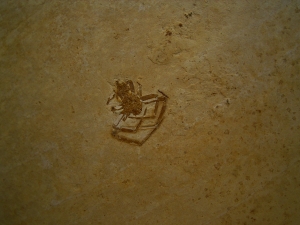 Sinne Araneae