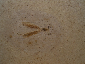 Libelle Prahemiphlebia