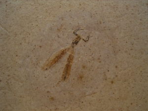 Libelle Prahemiphlebia