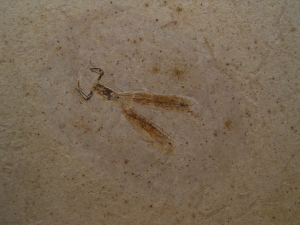 Libelle Prahemiphlebia
