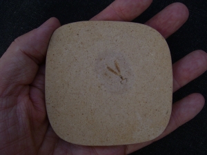 Libelle Prahemiphlebia