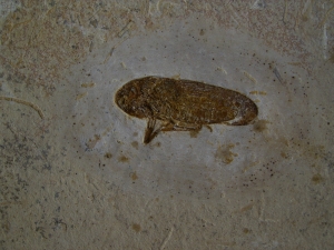 Gitter Zikade