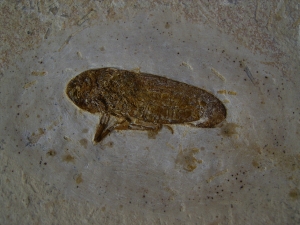 Gitter Zikade