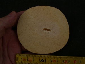 Fossile Heuschrecke