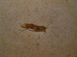 Fossile Heuschrecke