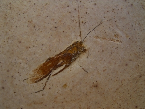 Fossile Heuschrecke
