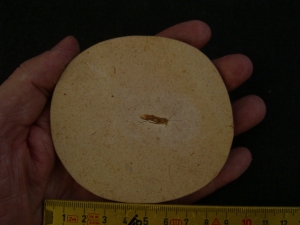 Fossile Heuschrecke