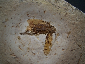 Fossile Schabe