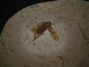 Fossile Schabe
