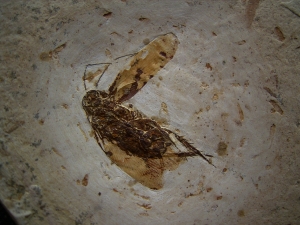 Fossile Schabe