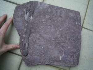 Tausendfüßler Fährtenplatte aus dem Karbon