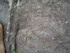 Tausendfüßler Fährtenplatte aus dem Karbon