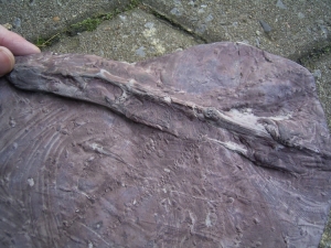 Tausendfüßler Fährtenplatte aus dem Karbon