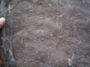 Tausendfüßler Fährtenplatte aus dem Karbon