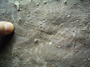 Tausendfüßler Fährtenplatte aus dem Karbon