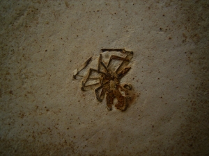 Spinne Araneae