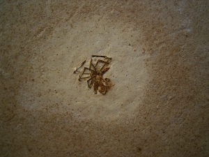 Spinne Araneae