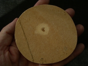 Spinne Araneae